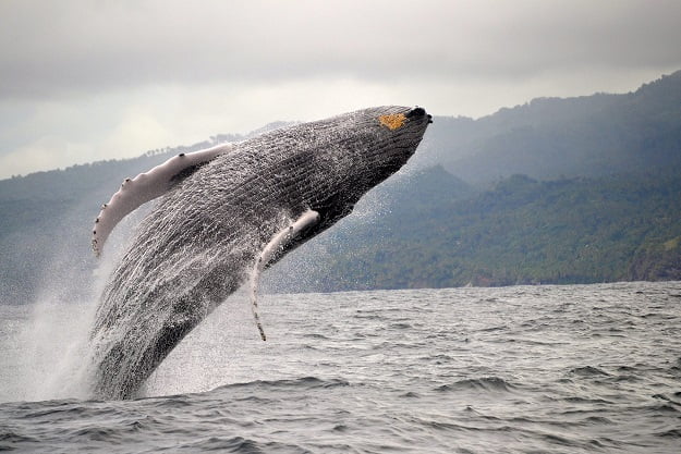 ballena jorobada 2. saman 1 1